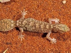 Spesies Baru Tokek Berekor Gemuk Ditemukan di Pedalaman Queensland