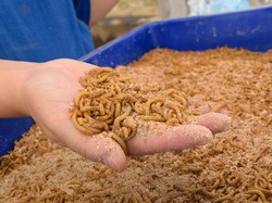 Tak Kalah dari Semut Jepang, Ulat Hong Kong Bisa Bersihkan Limbah Plastik