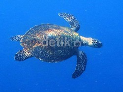 Polisi Kehutanan dan Polair Gagalkan Penyelundupan 40 Penyu di Bali