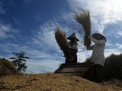 1 Juta Ha Lahan bakal Dapat Fasilitas Asuransi Pertanian