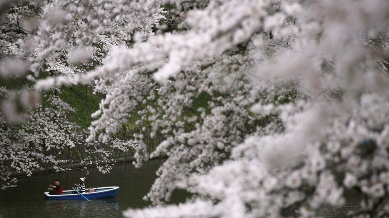 Ilustrasi bunga sakura mekar di Jepang (Thinkstock)