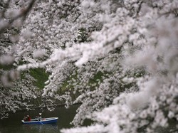 Ahok Mau ke Jepang? Ini Jadwal Mekar Sakura Tahun Ini