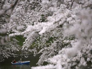 Ahok Mau ke Jepang? Ini Jadwal Mekar Sakura Tahun Ini Ahok Mau ke Jepang? Ini Jadwal Mekar Sakura Tahun Ini