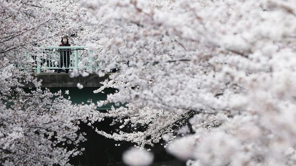 Menikmati Indahnya Sakura Mekar