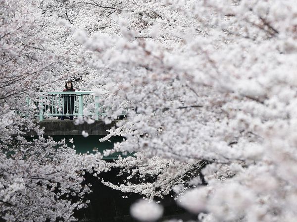 Menikmati Indahnya Sakura Mekar