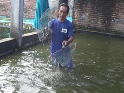 Warga Lamongan ini Sukses Budidaya Ikan Gabus