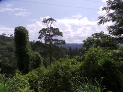 Polisi: Kelompok Santoso Tinggal 27 Orang