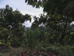 Begini Sulitnya Medan Evakuasi Jenazah Diduga Santoso