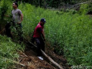 Polisi Temukan Ladang Ganja 3 Hektare di Madina Sumut