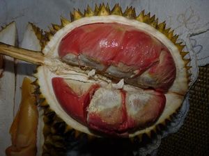 Wajib Coba! Ini 5 Jenis Durian Paling Enak Asli Indonesia Wajib Coba! Ini 5 Jenis Durian Paling Enak Asli Indonesia