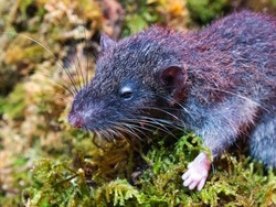 Tikus Akar, Mamalia Baru dari Sulawesi yang Hobi Makan Akar Tanaman