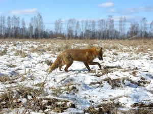 Ternyata Ini Alasan Sebagian Makhluk Hidup Bisa Bertahan dari Radiasi Nuklir