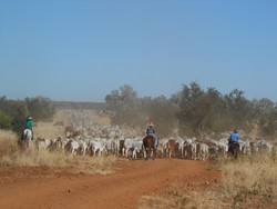 Pengalaman Magang Mahasiswa Indonesia di Peternakan Australia