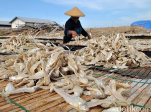Perajin Ikan Asin Muara Angke
