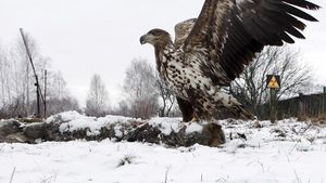 Dramatis, Bekas Reaktor Chernobyl di Ukraina Jadi Kerajaan Binatang