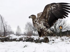 Dramatis, Bekas Reaktor Chernobyl di Ukraina Jadi Kerajaan Binatang
