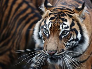 9 Hewan Terbesar dari Anggota Kucing, Harimau Nomor Satu? 9 Hewan Terbesar dari Anggota Kucing, Harimau Nomor Satu?