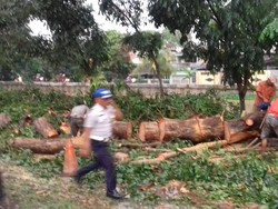 Pohon Tumbang di Kalimalang, Dishub Bekasi: Warga yang ke Jaktim Gunakan Alternatif