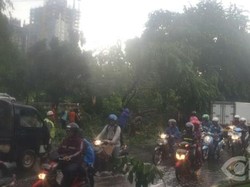 2 Biker Tertimpa Pohon Tumbang di Kalimalang, Lalu Lintas Macet
