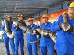 Video: Penemuan Ular Piton 250 Kg Sepanjang 8 Meter di Malaysia