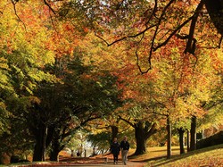 Ternyata Ini Alasan Daun Berubah Warna Jadi Cokelat saat Kering, Klorofil Rusak?