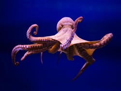 7 Hewan yang Hidup di Kedalaman Laut Es Antartika, Laba-laba Laut hingga Gurita