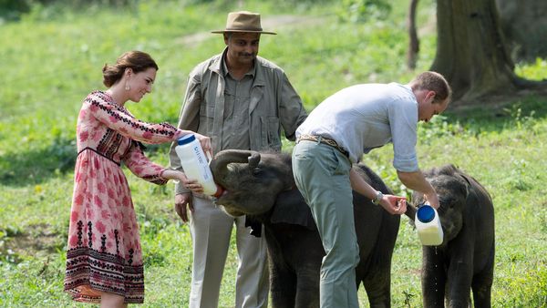 Momen William dan Kate Bersama Anak Gajah dan Badak di India