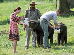Momen William dan Kate Bersama Anak Gajah dan Badak di India