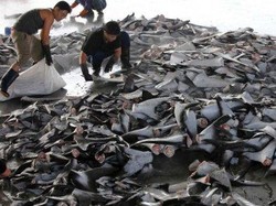 Harga Ikan Turun, Rizal Ramli: Genjot Ekspor dan Konsumsi