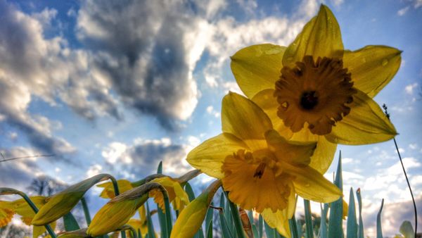 Ini Hasil Bidikan Kamera Ultrapixel HTC 10