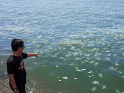 Ubur-ubur Serang Pantai Pelabuhan Tanjung Tembaga Ubur-ubur Serang Pantai Pelabuhan Tanjung Tembaga