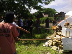 Polda Aceh Musnahkan 662 Kg Ganja