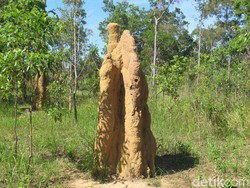 Kangguru Tanah & Rumah Rayap Raksasa di Taman Nasional Wasur