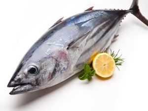 Wow! Peneliti IPB Sulap Jeroan Ikan Tuna Jadi Kosmetik Anti-penuaan Dini Wow! Peneliti IPB Sulap Jeroan Ikan Tuna Jadi Kosmetik Anti-penuaan Dini