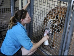 Tragis! Petugas Kebun Binatang AS Tewas Diterkam Harimau Malaya