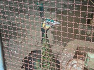 Kementerian LHK Bongkar Sindikat Penyelundupan Satwa Liar di Depok