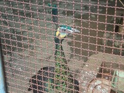 Kementerian LHK Bongkar Sindikat Penyelundupan Satwa Liar di Depok