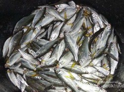 Rizal Ramli: Kebijakan Susi Positif, Tapi Harga Ikan Jadi Turun