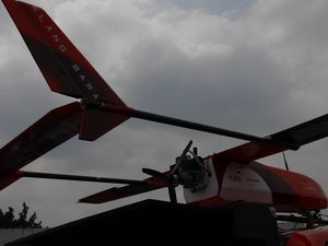 Hujan dan Angin Jadi Musuh Utama Elang Nusa