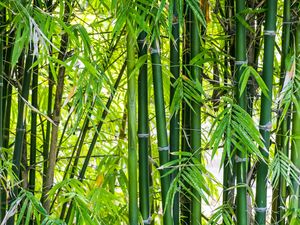 Benarkah Bambu Bukan Termasuk Pohon? Ternyata Jenis Ini Benarkah Bambu Bukan Termasuk Pohon? Ternyata Jenis Ini