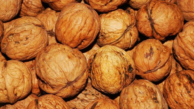 Kacang kenari bisa dijadikan salah satu bekal camilan sehat saat mudik Lebaran.