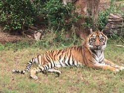 Harimau Sumatera Tertua di Dunia Disuntik Mati di Kebun Binatang Honolulu
