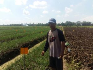 Petani Bawang Merah di Brebes Akui Tak Tahu Takaran Pestisida
