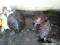 Polisi Tangkap Penjual Penyu Sisik di Manado