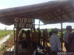 Ada Gubuk Jokowi di Sawah Desa Luwung Gede