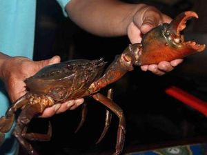 Papua Punya Kepiting Karaka yang Manis Enak