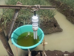 Usir Hama, Ini Jurus Petani Bawang Berkantong Tebal di Brebes