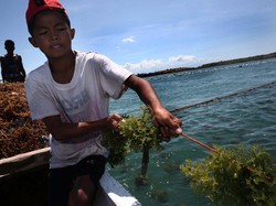 Ini Jurus Susi Kembangkan Industri Rumput Laut di Natuna