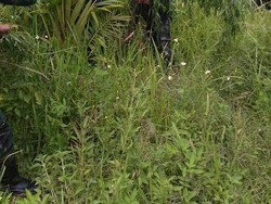 Pasukan TNI Temukan Ladang Ganja di Hutan Papua