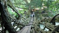 Potret Jembatan Akar Berusia 100 Tahun di Painan, Pesisir Selatan